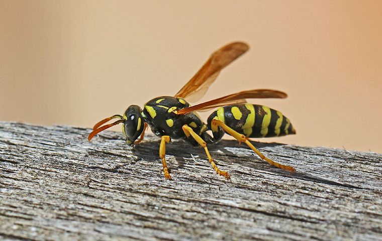 Wasps In Prosper A Comprehensive Guide To Wasp Removal And Prevention