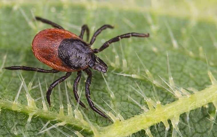 Cedar Park’s Guide To Effective Tick Protection | Green Pest Guys